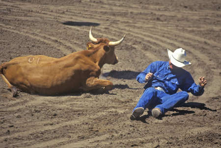 Fallen cowboy at rodeo with steer, Santa Barbara, CAのeditorial素材