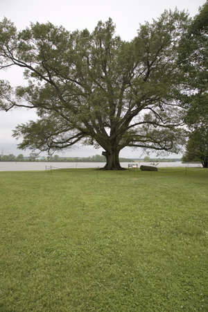 350 year old Willow-Oak of Shirley Plantation on the James River, Virginia's First Plantation founded in 1613 and America's first home-based business, first to use slaves and operated for 12 generations by the Hill-Carter family.のeditorial素材