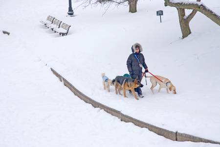 Woman walks dogs in snow in Boston Commons, Boston, Ma., New England, USAのeditorial素材