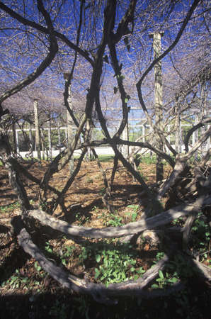 Mother Vine, planted by  first English colonists at Roanoke, NCのeditorial素材