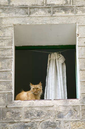 Cat in window of Gothic quarter of Barcelona, Spainのeditorial素材