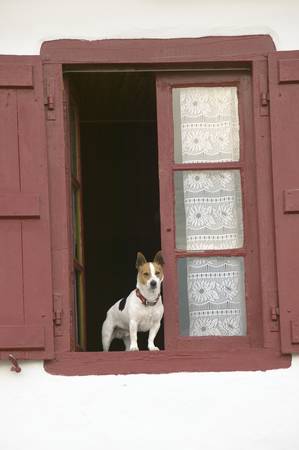 A terrier dog sits in window with red shutters in Sare, France, in Basque Country on the Spanish-French border, near St. Jean de Luz, on the Cote Basque, South West Franceのeditorial素材