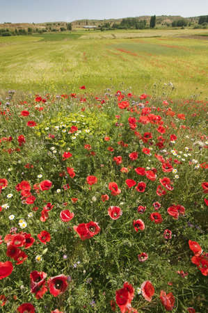 Red poppies in springtime field of Southern Spainのeditorial素材