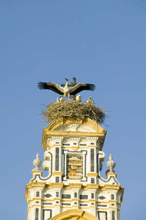 Closeup of nesting European storks on white cathedral tower with beautiful sunlight in village of...