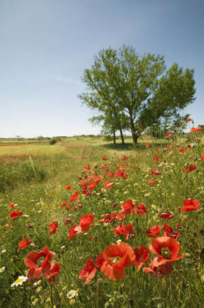 Red poppies and single tree in springtime field of Southern Spainのeditorial素材