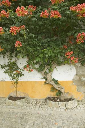 Bougainvillea tree in the village of Obidos founded by the Celts in 300 BC, Portugalのeditorial素材