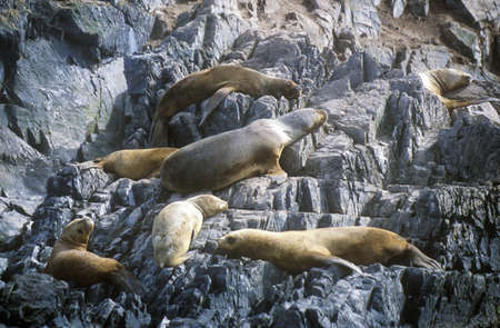 Southern sea lions on Rocks near Beagle Channel and Bridges Islands, Ushuaia, southern Argentinaのeditorial素材