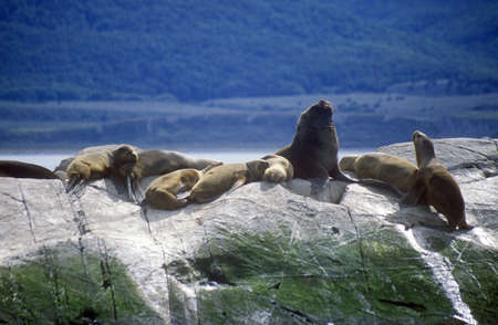 Southern sea lions and cormorants on rocks near Beagle Channel and Bridges Islands, Ushuaia, southern Argentinaのeditorial素材