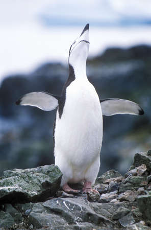 Chinstrap penguin (Pygoscelis antarctica) on Half Moon Island, Bransfield Strait, Antarcticaのeditorial素材