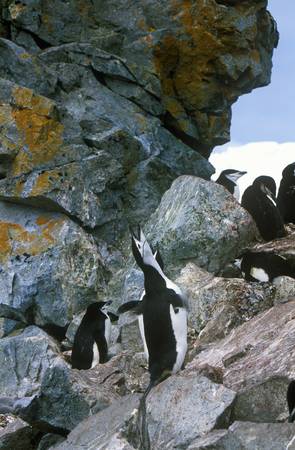 Chinstrap penguins (Pygoscelis antarctica) on Half Moon Island, Bransfield Strait, Antarcticaのeditorial素材