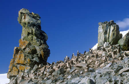 Chinstrap penguins (Pygoscelis antarctica) on Half Moon Island, Bransfield Strait, Antarcticaのeditorial素材