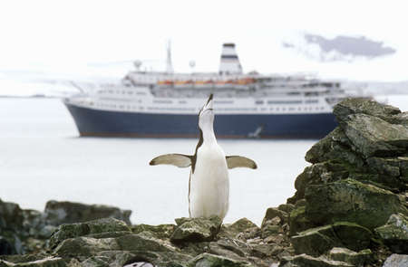 Cruise ship Marco Polo and Chinstrap penguin (Pygoscelis antarctica) at Half Moon Island, Bransfield...
