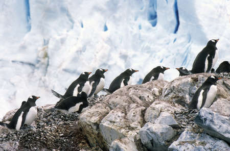 Gentoo penguins and chicks (Pygoscelis papua) at rookery in Paradise Harbor, Antarcticaのeditorial素材