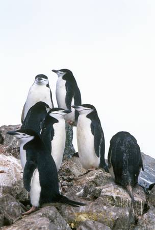 Chinstrap penguins (Pygoscelis antarctica) on Half Moon Island, Bransfield Strait, Antarcticaのeditorial素材