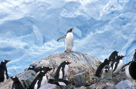 Gentoo penguins and chicks (Pygoscelis papua) at rookery in Paradise Harbor, Antarcticaのeditorial素材