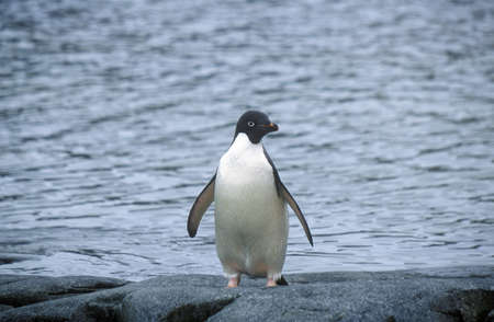 Daley Penguin, Paradise Harbor, Antarcticaのeditorial素材