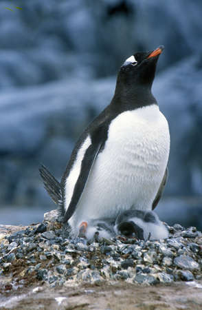 Gentoo penguins and chicks (Pygoscelis papua) at rookery in Paradise Harbor, Antarcticaのeditorial素材