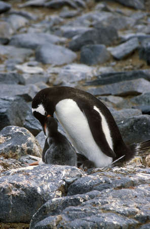 Gentoo penguins and chicks (Pygoscelis papua) at rookery in Paradise Harbor, Antarcticaのeditorial素材