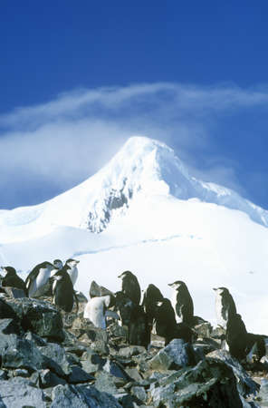 Chinstrap penguins (Pygoscelis antarctica) on Half Moon Island, Bransfield Strait, Antarcticaのeditorial素材