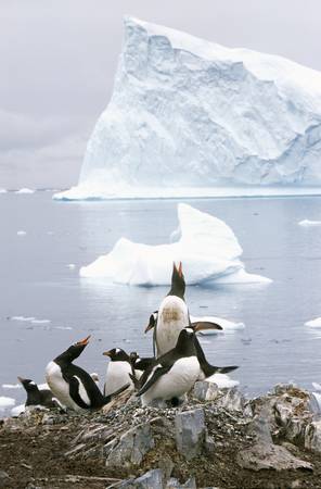 Gentoo penguins and chicks (Pygoscelis papua) at rookery in Paradise Harbor, Antarcticaのeditorial素材