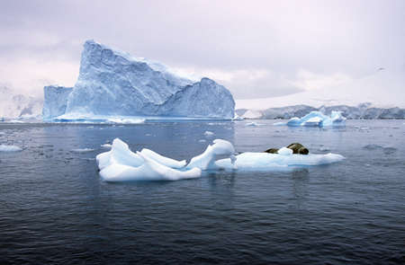 Southern sea lion sleeping on ice floe with glaciers and icebergs in Paradise Harbor, Antarcticaのeditorial素材