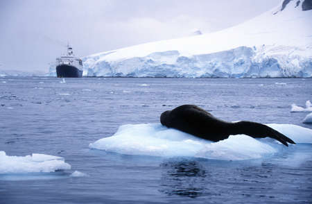 Southern sea lion sleeping on ice floe with glaciers and icebergs in Paradise Harbor, Antarcticaのeditorial素材
