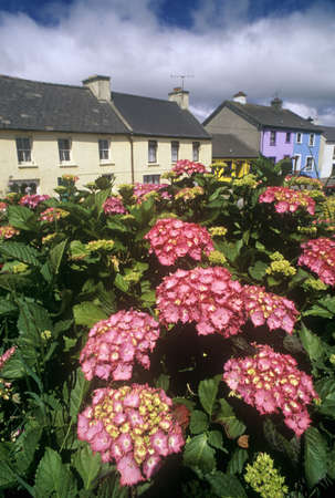 Beautiful pink flowers in Eyeries Village, West Cork, Irelandのeditorial素材