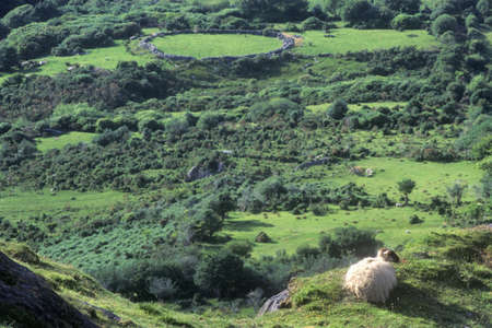 Goats grazing among the green rolling fields in Healy Pass, Cork, Irelandのeditorial素材