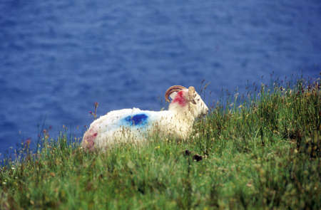 Sheep with colored markings on its wool, in Cork, Irelandのeditorial素材