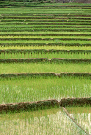 Terraced rice paddies in Kunming, People's Republic of Chinaのeditorial素材
