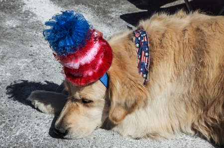 Sleeping dog with Red White and Blue Hat, July 4, Independence Day Parade, Telluride, Colorado, USAのeditorial素材
