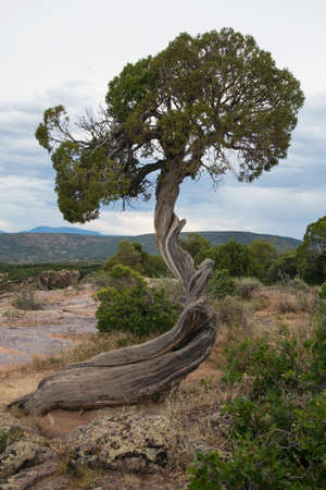 Wind shaped cedar tree, Black Canyon National Park, Colorado, USAの写真素材