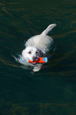 Dog swims in Pond in San Juan Mountains In Autumn Colorado, between Ouray and Silverton in San Miguel County, off Route 550 Million Dollar Highwayのeditorial素材
