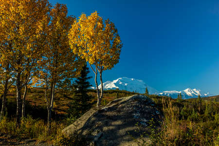 AUGUST 28, 2016 - Mount Denali previously known as Mount McKinley, the highest mountain peak in North America, at 20, 310 feet above sea level. Alaska Mountain Range, Denali National Park and Preserve, Autumn Color.のeditorial素材