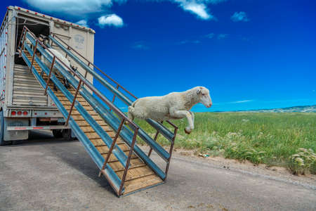 July 17, 2016 - Sheep ranchers unload sheep on Hastings Mesa near Ridgway, Colorado from truckのeditorial素材