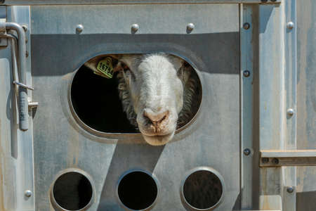 July 17, 2016 - closeup of sheep on Hastings Mesa near Ridgway, Colorado from truckのeditorial素材