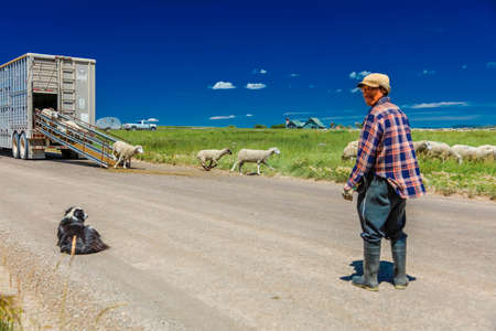 July 17, 2016 - Sheep herder unloads sheep on Hastings Mesa near Ridgway, Colorado from truckのeditorial素材