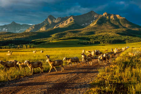 Sheep graze on Hastings Mesa near Ridgway, Colorado from truckの写真素材