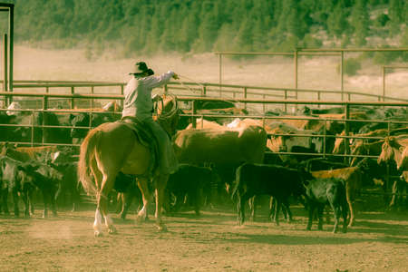 MAY 23, 2017 - LA SAL MOUNTAINS, UTAH -Cowboys brand Cattle near La Sal, Utah off Route 46 near Colorado-Utah border - near Manti-La Sal National Foestのeditorial素材