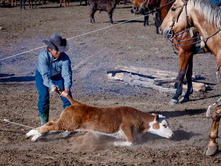 MAY 23, 2017 - LA SAL MOUNTAINS, UTAH -Cowboys brand Cattle near La Sal, Utah off Route 46 near...
