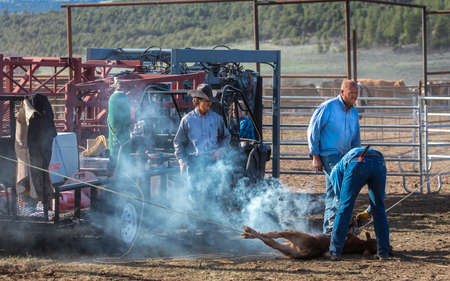 MAY 23, 2017 - LA SAL MOUNTAINS, UTAH -Cowboys brand Cattle near La Sal, Utah off Route 46 near Colorado-Utah border - near Manti-La Sal National Foestのeditorial素材