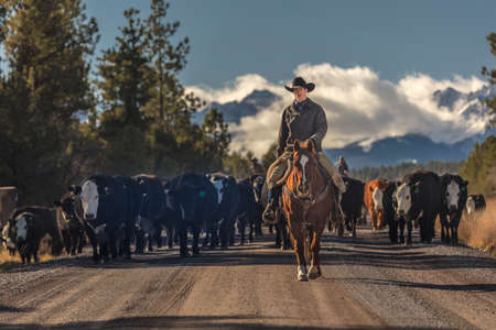 OCTOBER 2017, Ridgway, Col.orado: Cowboys on Cattle Drive Gather Angus/Hereford cross cows and calves of Double Shoe Cattle Company, Centennial Ranch, San Juan Mountainsのeditorial素材