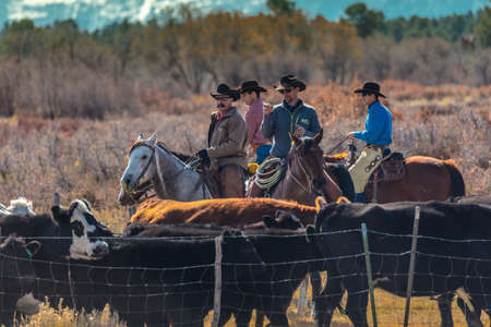 OCTOBER 2017, Ridgway, Col.orado: Cowboys on Cattle Drive Gather Angus/Hereford cross cows and calves of Double Shoe Cattle Company, Centennial Ranch, San Juan Mountainsのeditorial素材