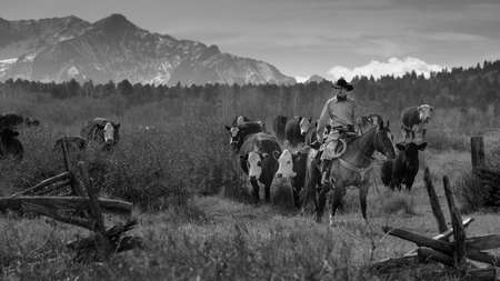 OCTOBER 2017, Ridgway, Col.orado: Cowboys on Cattle Drive Gather Angus/Hereford cross cows and calves of Double Shoe Cattle Company, Centennial Ranch, San Juan Mountainsのeditorial素材