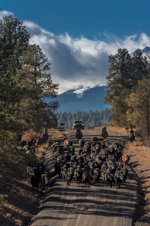 OCTOBER 2017, Ridgway, Col.orado: Cowboys on Cattle Drive Gather Angus/Hereford cross cows and calves of Double Shoe Cattle Company, Centennial Ranch, San Juan Mountainsのeditorial素材