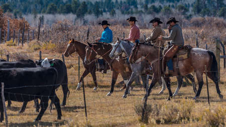 OCTOBER 2017, Ridgway, Col.orado: Cowboys on Cattle Drive Gather Angus/Hereford cross cows and calves of Double Shoe Cattle Company, Centennial Ranch, San Juan Mountainsのeditorial素材