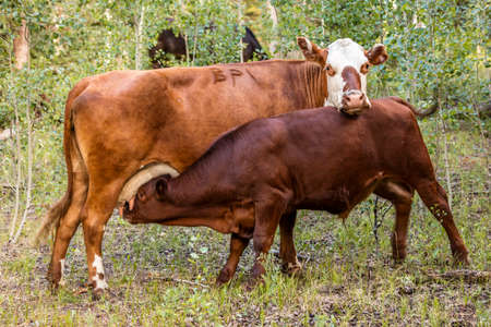 JULY 23, 2018, RIDGWAY COLORADO, USA - Cow with BP Brand, outside Ridgway Colorado, nurses large calfのeditorial素材