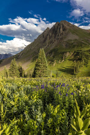 July 20, 2018 - OURAY COLORADO USA - Yankee Boy Basin mountain flowers in bloom, outside of Ouray Coloradoのeditorial素材