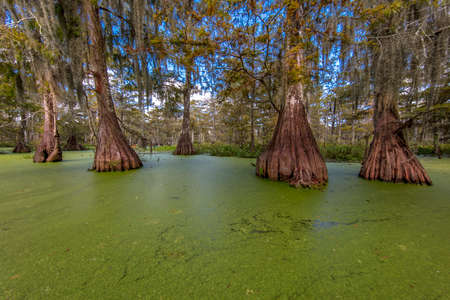 OCTOBER 14, 2018 - Lafayette, Louisiana, USA - Old Cypress trees in Cajun Swamp & Lake Martin, near Breaux Bridge and Lafayette Louisianaのeditorial素材