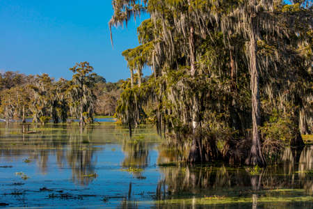 OCTOBER 14, 2018 - Lafayette, Louisiana, USA - Cajun Swamp & Lake Martin, near Breaux Bridge and Lafayette Louisianaのeditorial素材